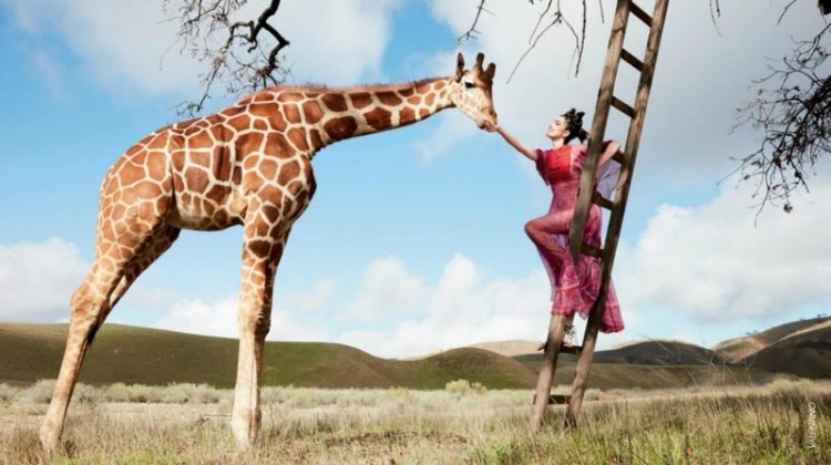 Posing with a giraffe, Fei Fei Sun models fuchsia Valentino gown